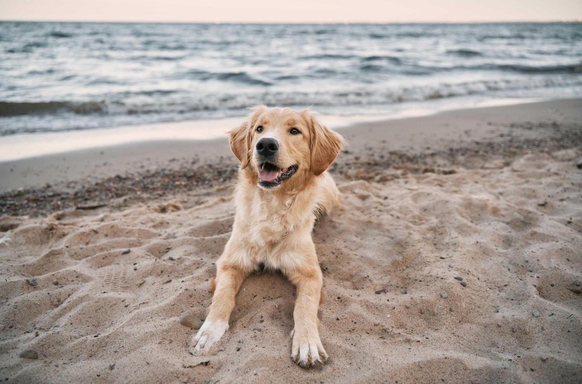 Seehund An Der Seebruecke Zingst Exteriér fotografie
